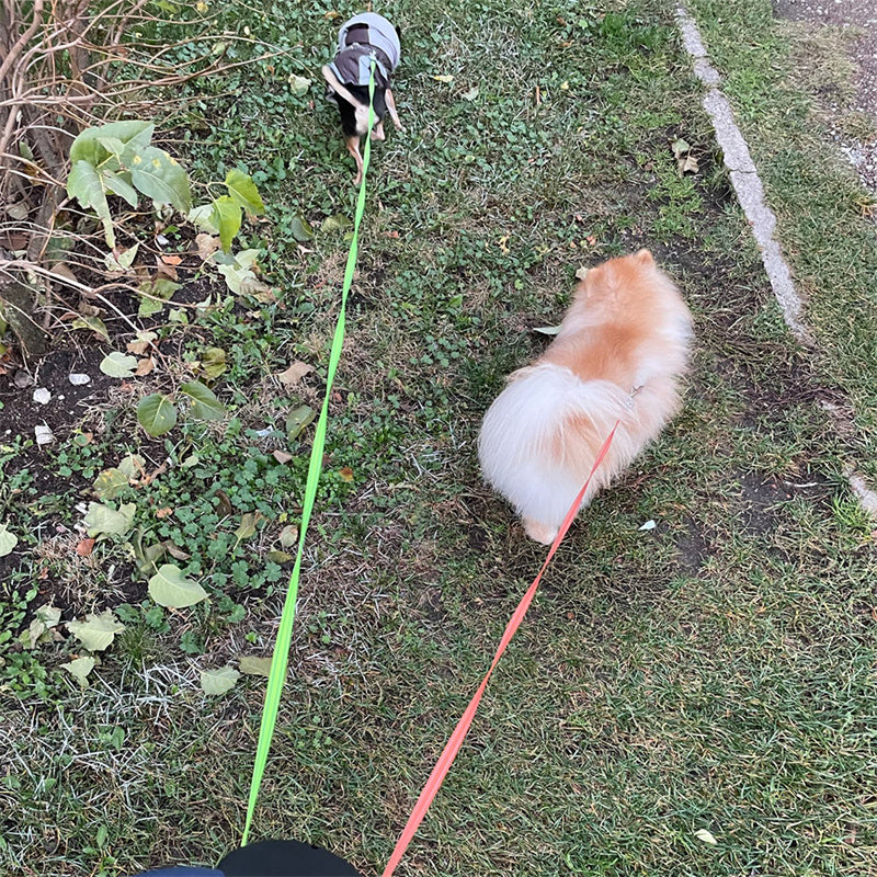 360 Swivel Double Leash With Light